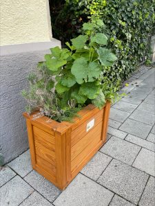 Hochbeet mit Stockrose